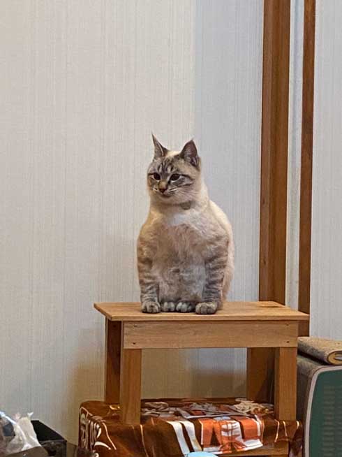 猫 座り方 おかしい かわいい しゃがむ ポーズ