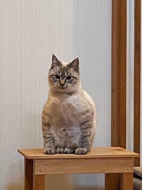 猫 座り方 おかしい かわいい しゃがむ ポーズ