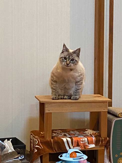 猫 座り方 おかしい かわいい しゃがむ ポーズ