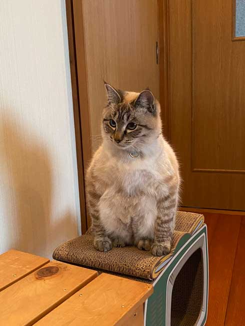 猫 座り方 おかしい かわいい しゃがむ ポーズ