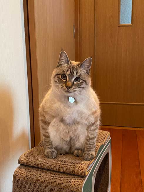 猫 座り方 おかしい かわいい しゃがむ ポーズ