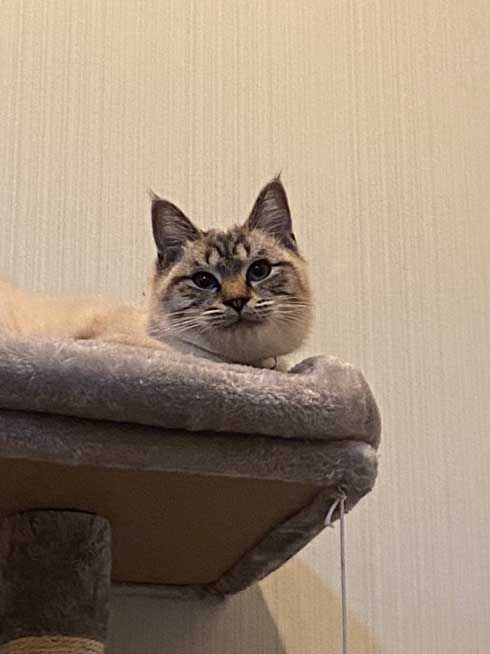 猫 座り方 おかしい かわいい しゃがむ ポーズ
