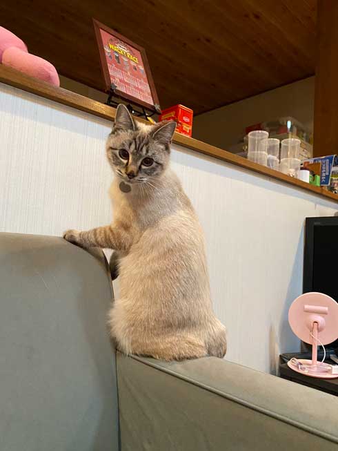 猫 座り方 おかしい かわいい しゃがむ ポーズ