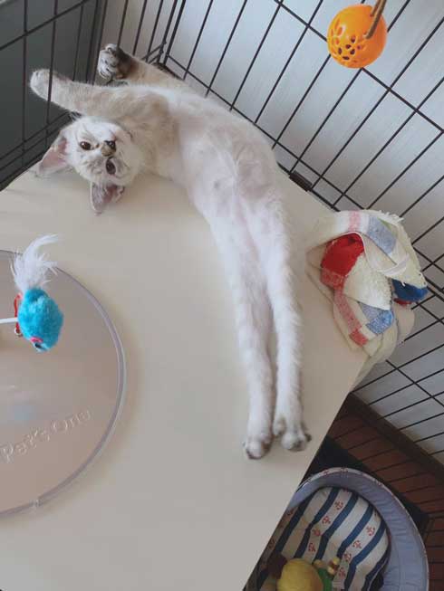 猫 座り方 おかしい かわいい しゃがむ ポーズ