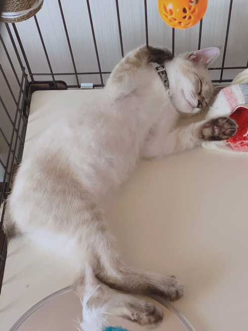 猫 座り方 おかしい かわいい しゃがむ ポーズ