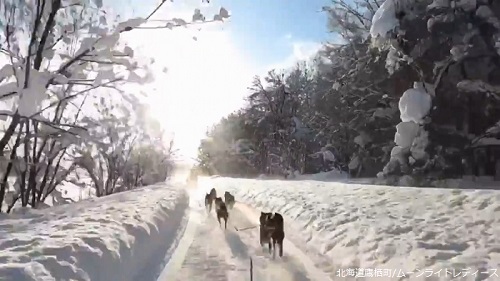 犬ぞり ムーンライトレディース