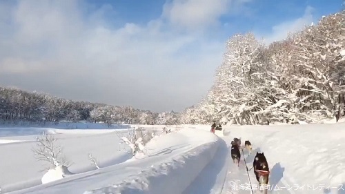 犬ぞり ムーンライトレディース
