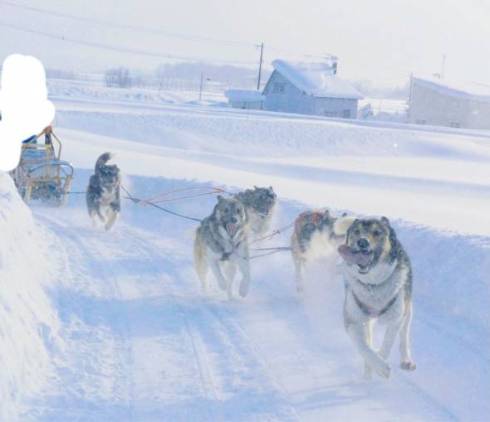 犬ぞり ムーンライトレディース