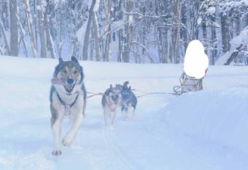 犬ぞり ムーンライトレディース