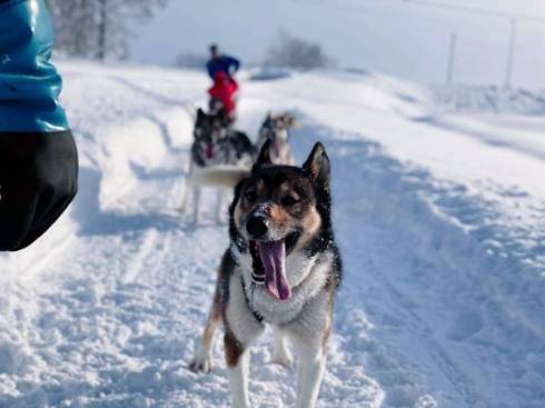 犬ぞり ムーンライトレディース