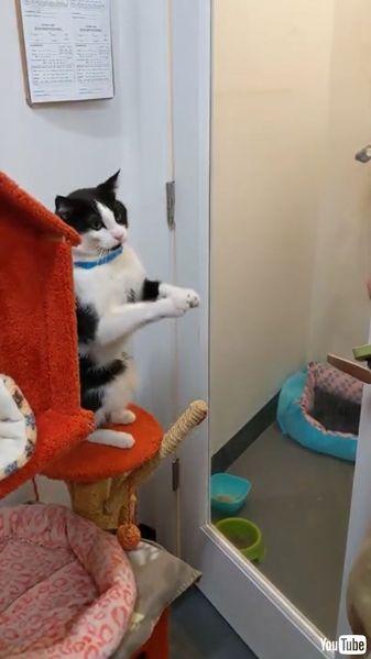 Begs for More Brushes