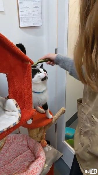 Begs for More Brushes