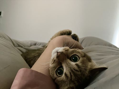 出勤阻止するねこ