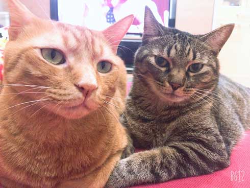 猫 ツーショット 写真 ポーズを決めてくれる リア充 カップル