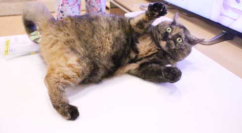 猫 ツーショット 写真 ポーズを決めてくれる リア充 カップル