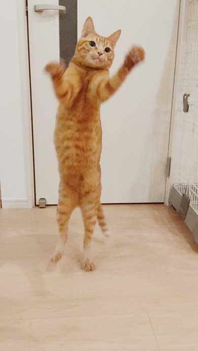 猫 ツーショット 写真 ポーズを決めてくれる リア充 カップル