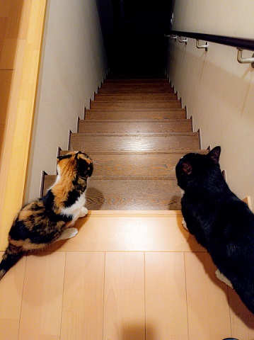 猫たち