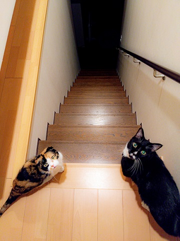 猫たち