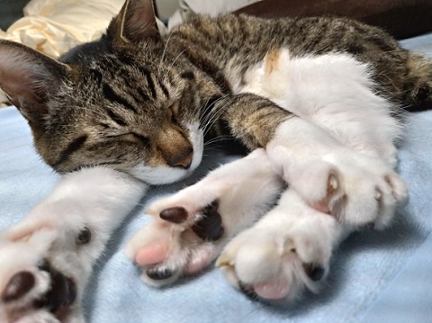 猫たち