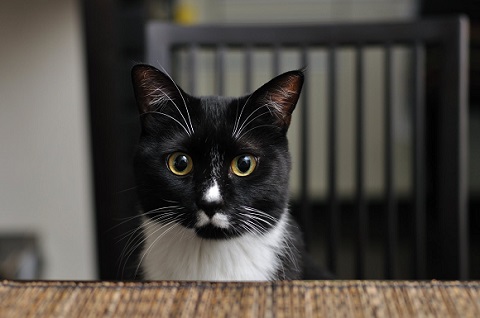 猫たち