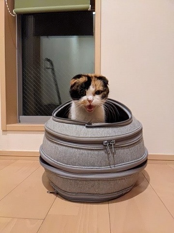 猫たち