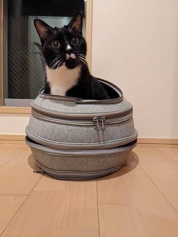 猫たち