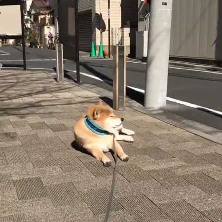 柴犬 まる 散歩 基本こんな感じ 動かない 寝る