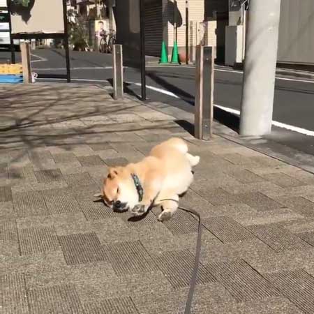 柴犬 まる 散歩 基本こんな感じ 動かない 寝る