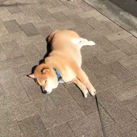 柴犬 まる 散歩 基本こんな感じ 動かない 寝る