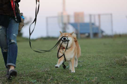 柴犬 まる 散歩 基本こんな感じ 動かない 寝る