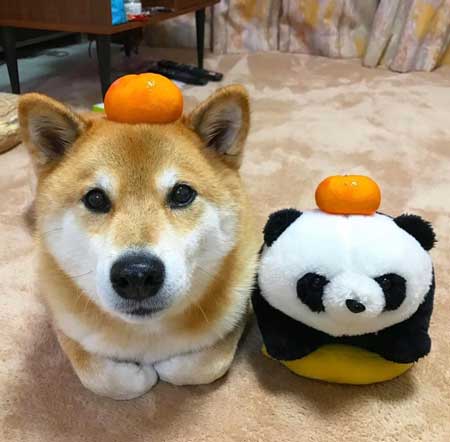 柴犬 まる 散歩 基本こんな感じ 動かない 寝る