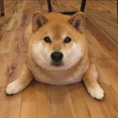 柴犬 まる 散歩 基本こんな感じ 動かない 寝る