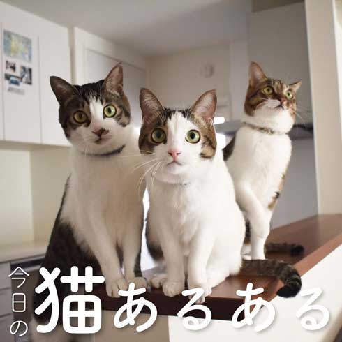 ぽっちゃり 猫 あるある おもちゃ 遊び