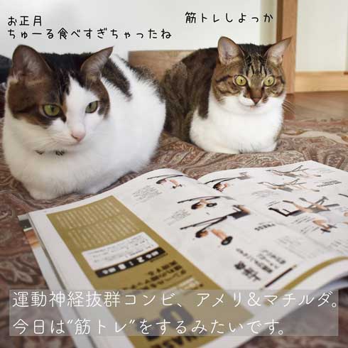 ぽっちゃり 猫 あるある おもちゃ 遊び