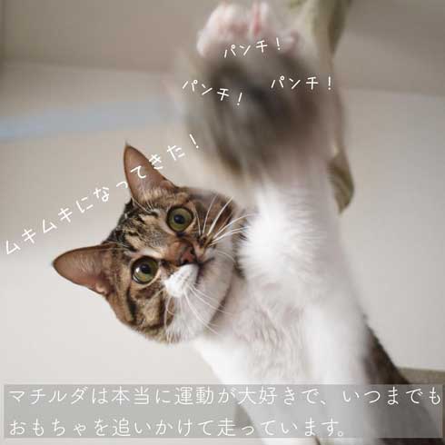 ぽっちゃり 猫 あるある おもちゃ 遊び