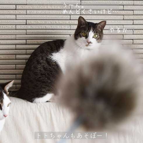 ぽっちゃり 猫 あるある おもちゃ 遊び