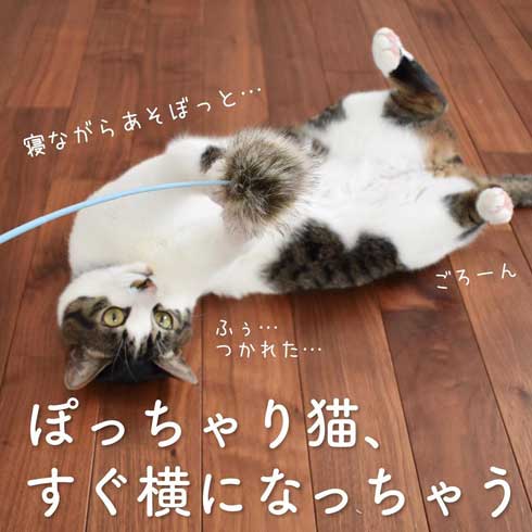 ぽっちゃり 猫 あるある おもちゃ 遊び