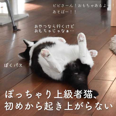 ぽっちゃり 猫 あるある おもちゃ 遊び