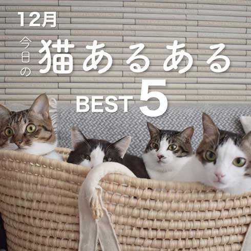 ぽっちゃり 猫 あるある おもちゃ 遊び