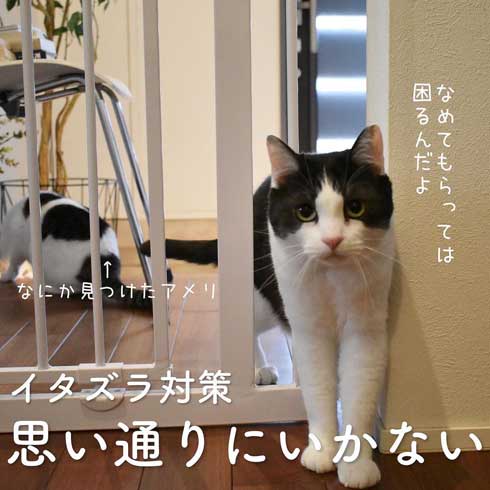 ぽっちゃり 猫 あるある おもちゃ 遊び