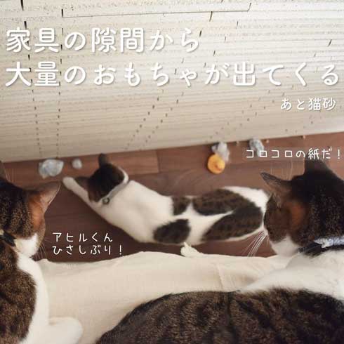ぽっちゃり 猫 あるある おもちゃ 遊び