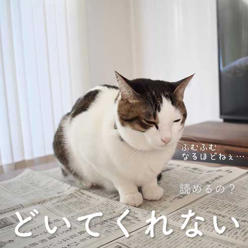ぽっちゃり 猫 あるある おもちゃ 遊び