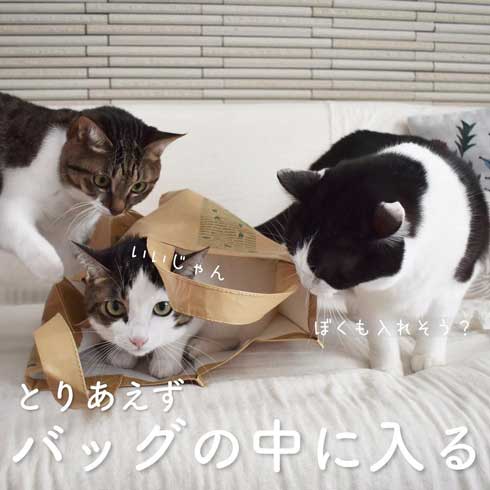 ぽっちゃり 猫 あるある おもちゃ 遊び