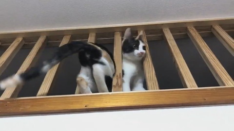 ミケネちゃんイリュージョン