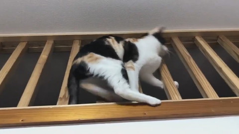 ミケネちゃんイリュージョン