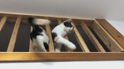 ミケネちゃんイリュージョン