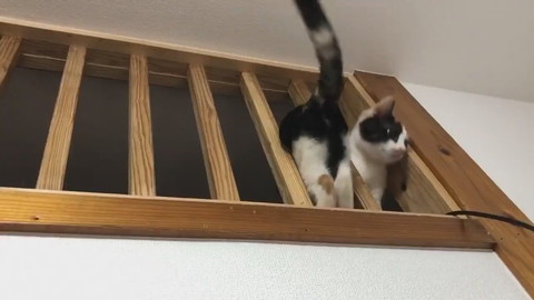 ミケネちゃんイリュージョン