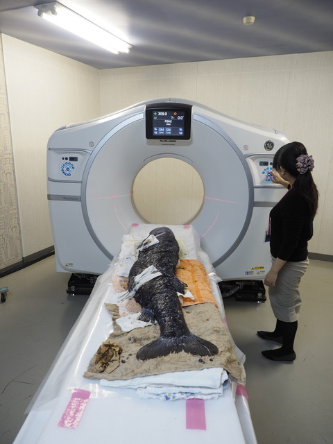 ヨコヅナイワシ