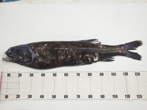 ヨコヅナイワシ