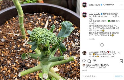 工藤静香 ブロッコリー 愛犬